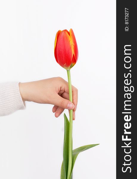 A tulip and girl's hand. isolated on white. A tulip and girl's hand. isolated on white.