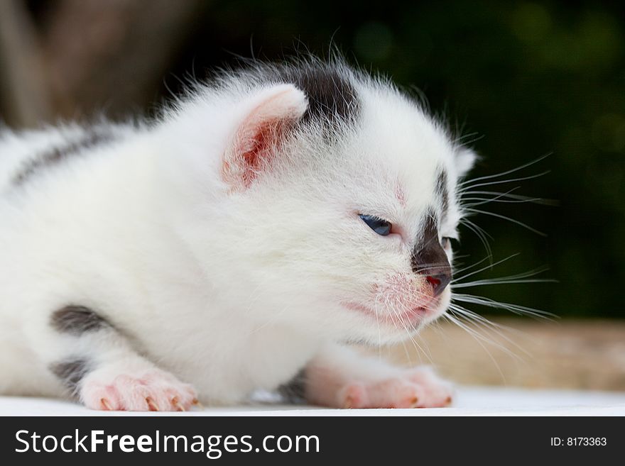 Newborn black and white small kitten. Newborn black and white small kitten