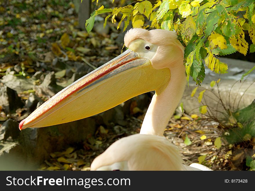 Coloured portrait of the pelican. Coloured portrait of the pelican