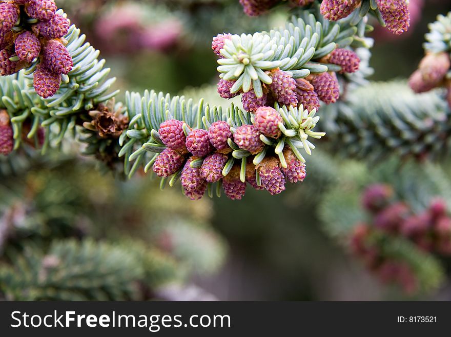 Small pinecones and needles at forest