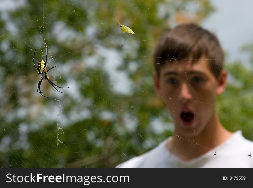 Garden Spider with surprised boy looking