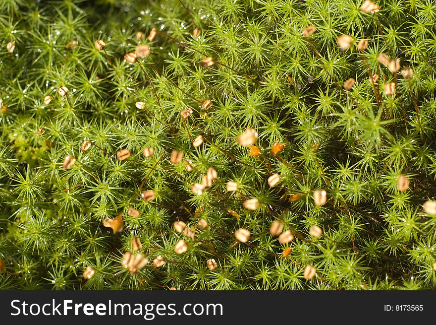 Green leafs of moss Polytrichum.