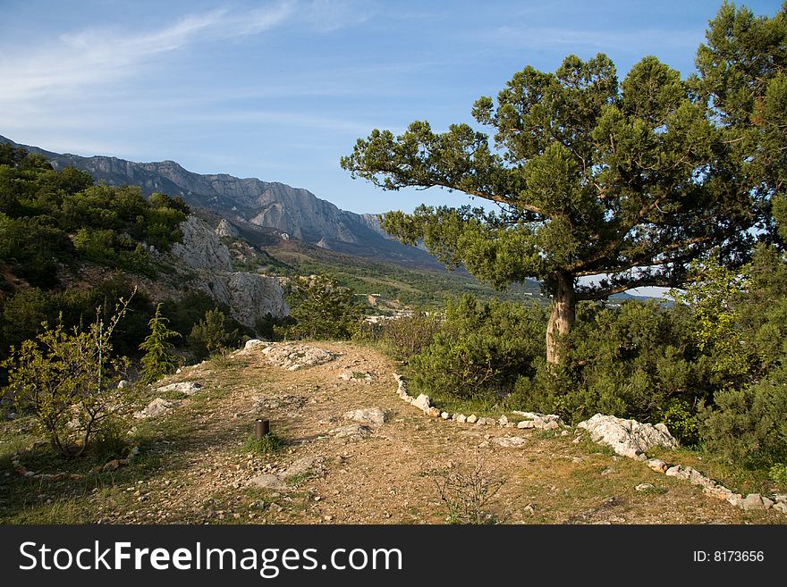 Pines, mountains and rocks. Crimea, Ukraine. Pines, mountains and rocks. Crimea, Ukraine