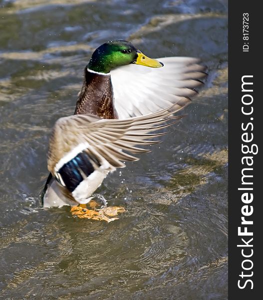 A male duck fluttering with itÂ´s wings. A male duck fluttering with itÂ´s wings