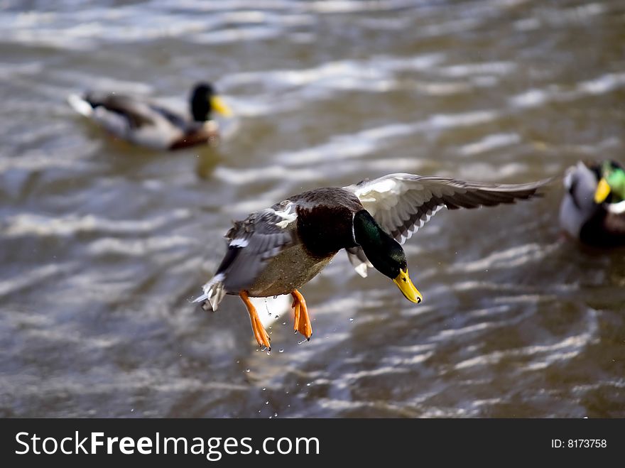 A male duck flying over a river. A male duck flying over a river