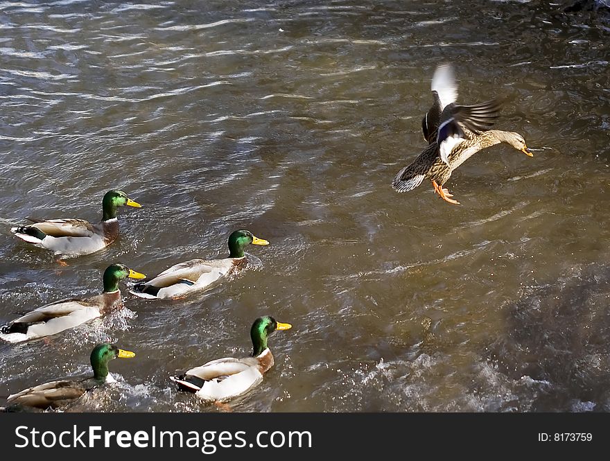 A female duck trying to escape itÂ´s male hunters. A female duck trying to escape itÂ´s male hunters