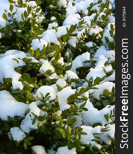 Background: green branches in the snow in the sun. Background: green branches in the snow in the sun