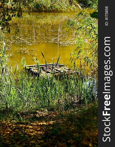 Yellow water of the pond, still water, logs in the center, green branches and plants around. Yellow water of the pond, still water, logs in the center, green branches and plants around