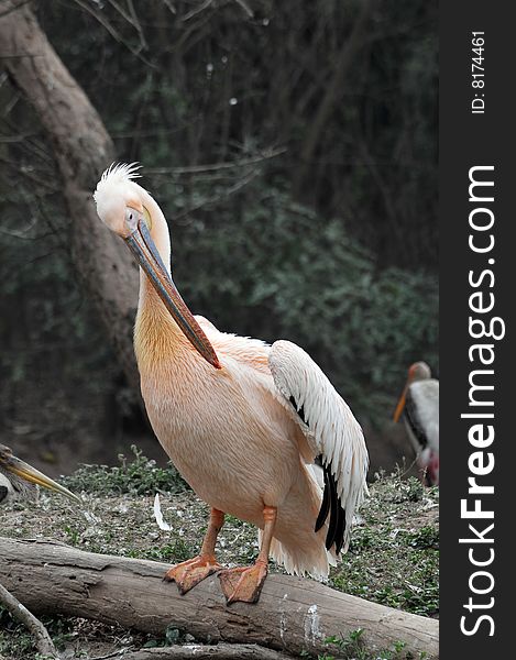 Pink pelican looking great in wild.