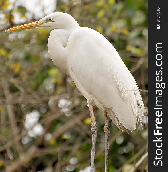 White heron sitting on the tree.