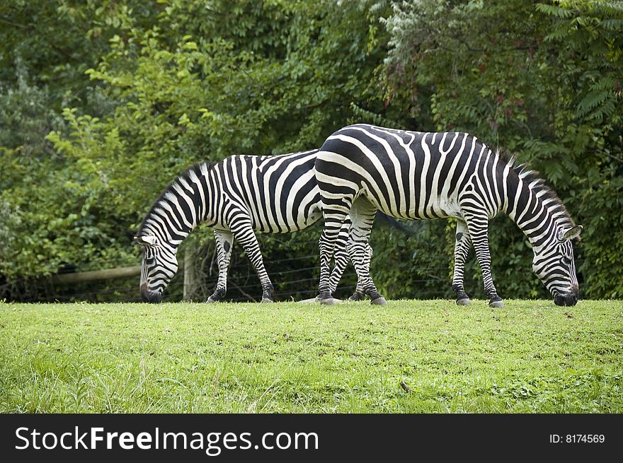 Two zebras grazing in the zoo with backs to each other. Focus in the area of backs and the right zebra. Two zebras grazing in the zoo with backs to each other. Focus in the area of backs and the right zebra.