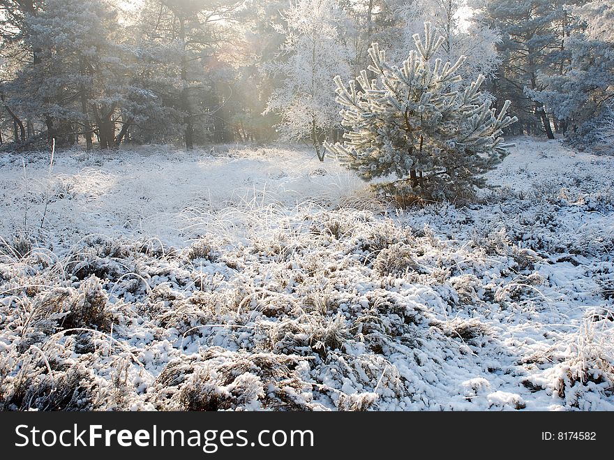 Nature in winter with snow, ice and a clear blue sky. Nature in winter with snow, ice and a clear blue sky