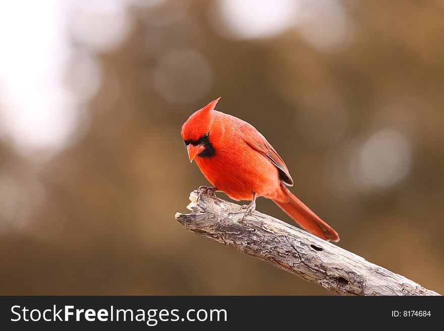 Male Cardinal