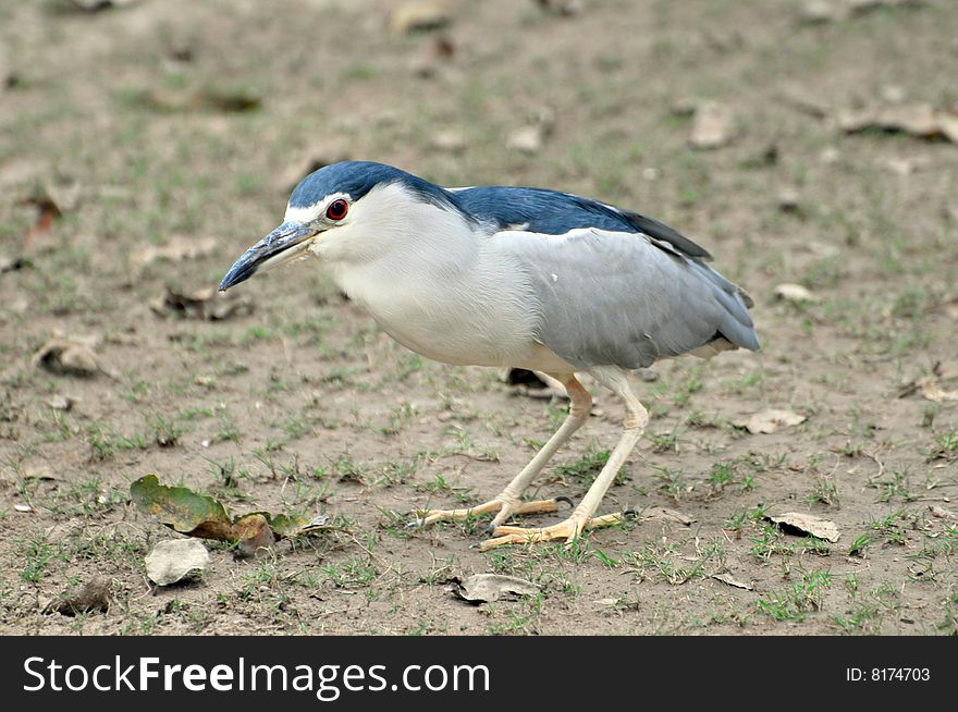 Black crowned heron looking for insects.