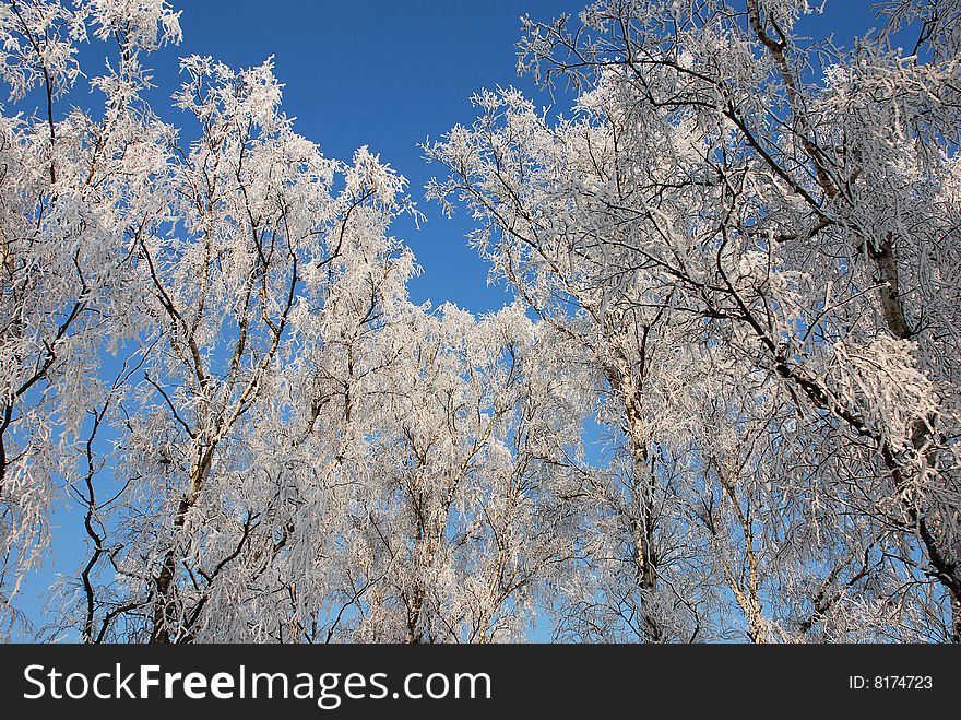 Nature in winter with snow, ice and a clear blue sky. Nature in winter with snow, ice and a clear blue sky