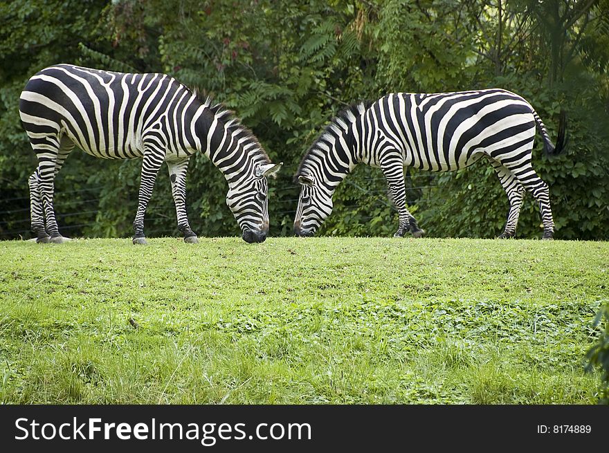 Two zebras grazing facing each other