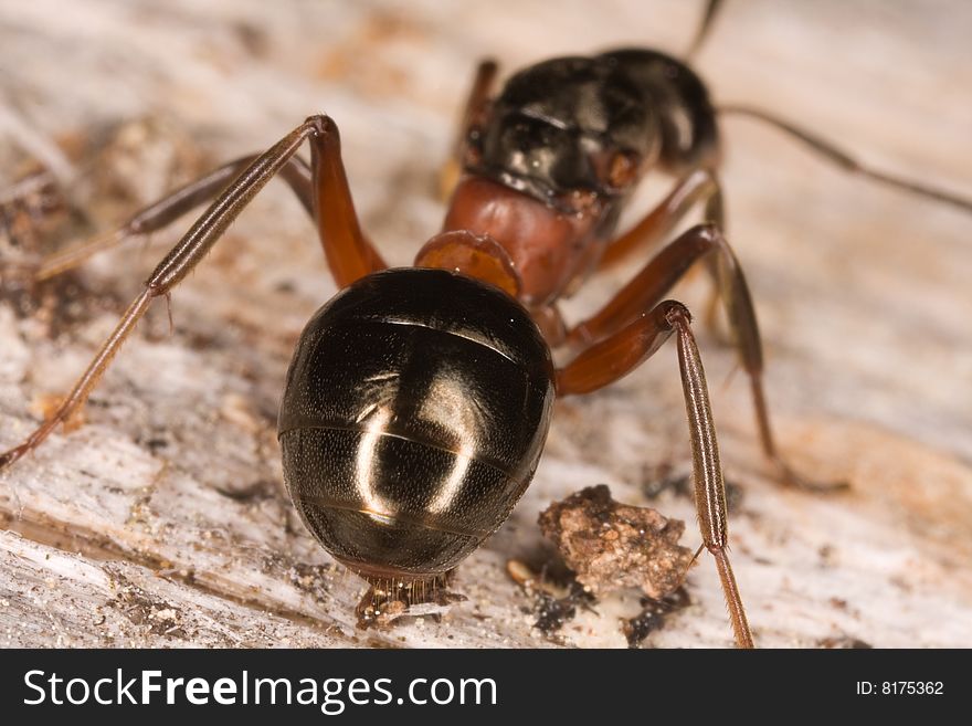 Extreme closeup of an ant. Extreme closeup of an ant.