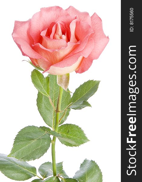 One beautiful pink rose isolated on white.