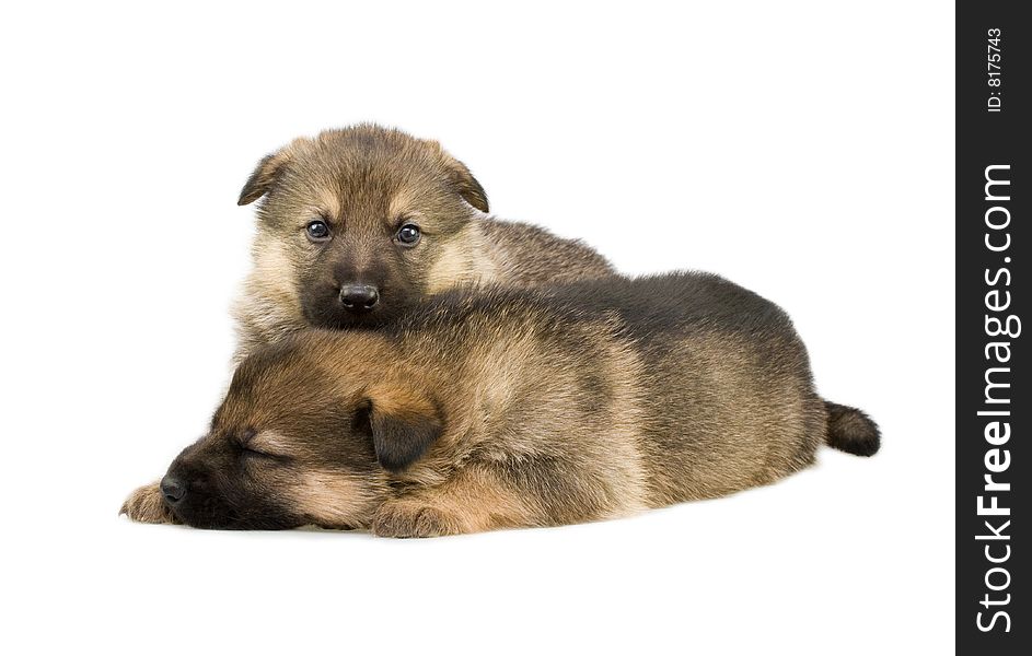 Germany sheep-dogs puppys isolated on white background