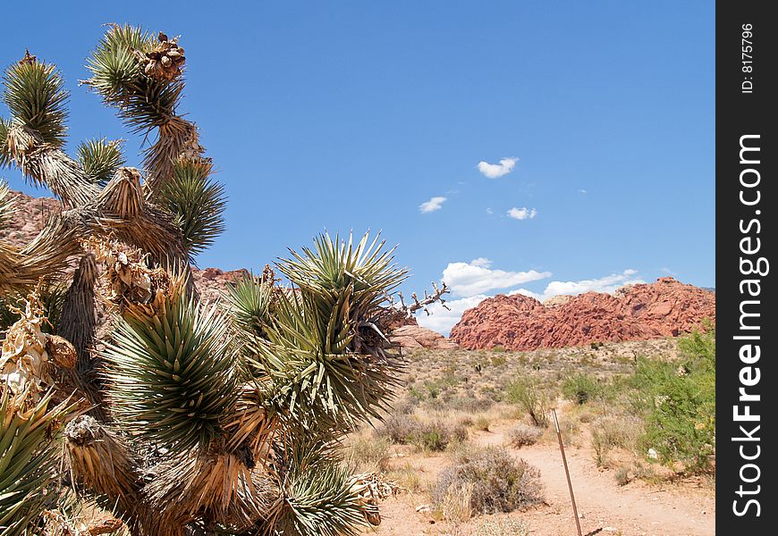 Colourful desert landscape and vegetation