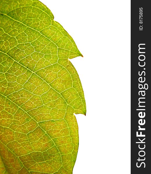 Sheet of  plant ofgreen color  closeup isolated on  white background. Sheet of  plant ofgreen color  closeup isolated on  white background