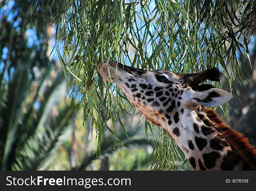 Mid-day nibble for baby giraffe