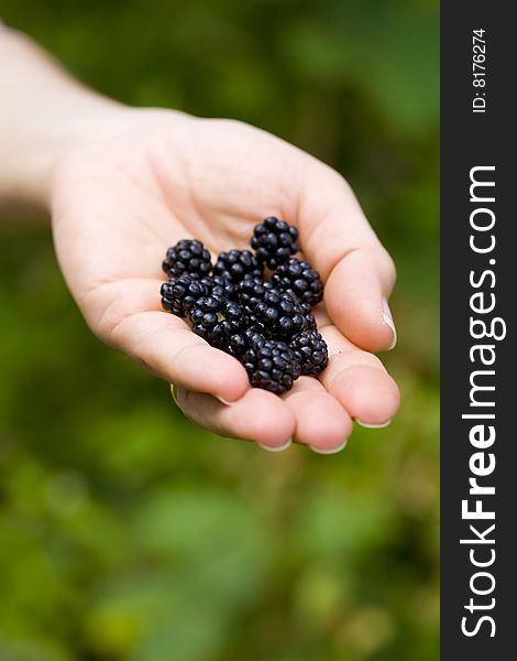 Blackberries