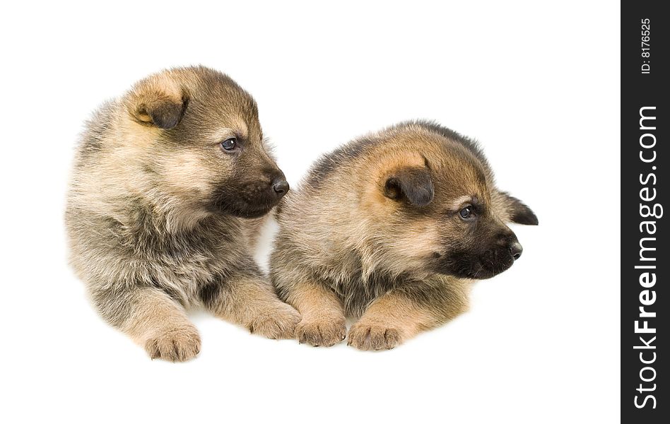 Germany sheep-dogs puppys isolated on white background