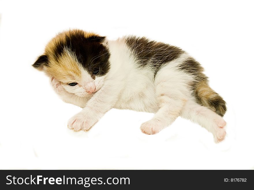 Two week old Kitten resting her hand on her paw.