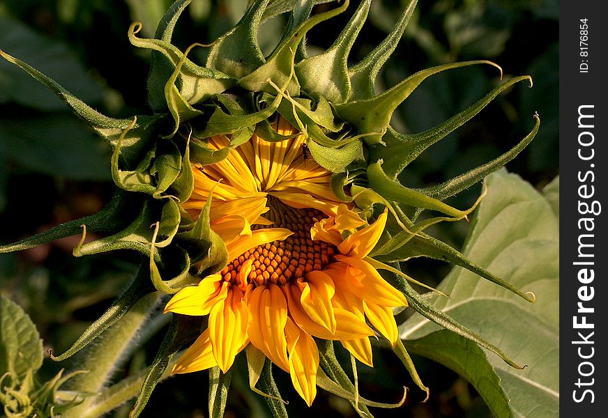 Flower blooming sunflower. Photograph taken in Green Mountain City in June 2006.