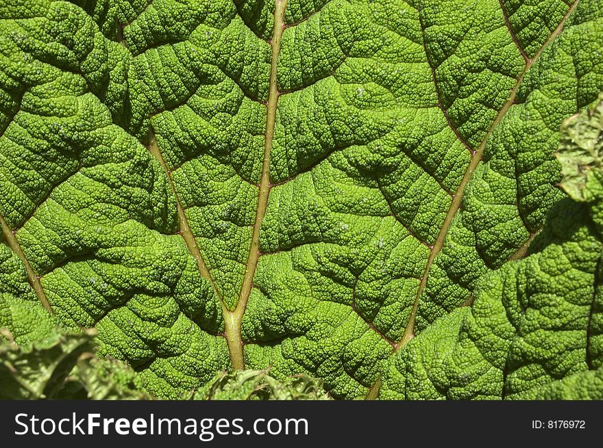 A close up of a green lettuce-type leaf. A close up of a green lettuce-type leaf.