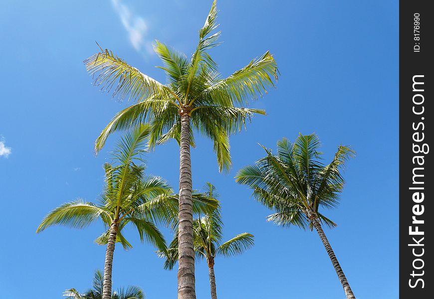 Hawaiian scene with palm tree