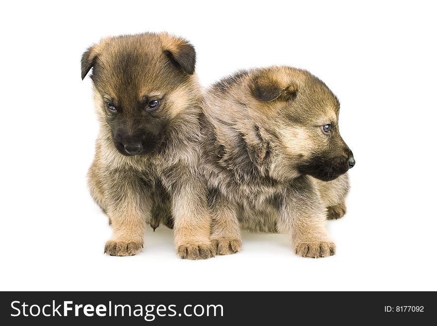 Sheep-dogs puppys isolated on white background