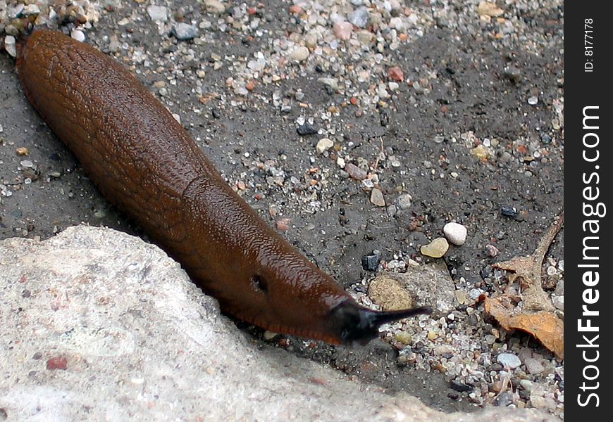 Big brown slug somewhere creeping along the ground