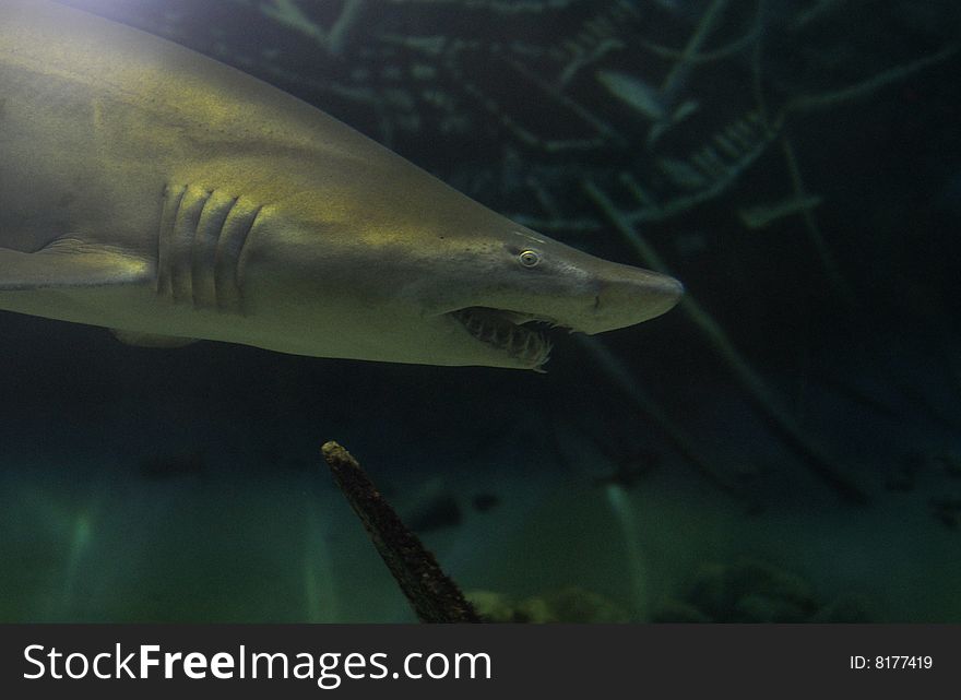 Lemon shark swimming in front of ship