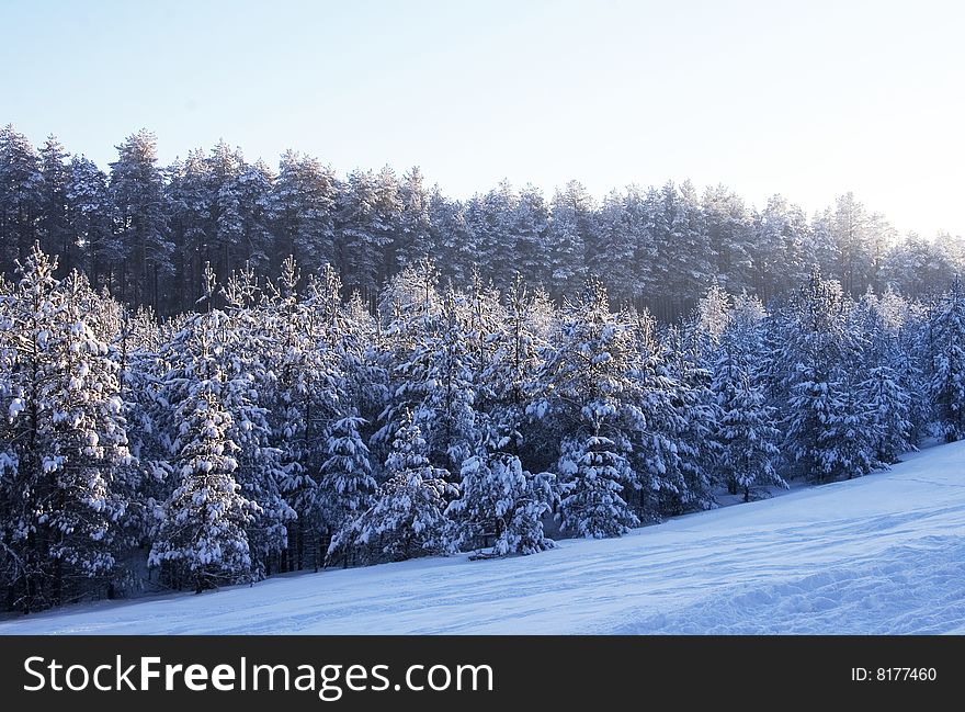 Scene of a winter forest in daylight