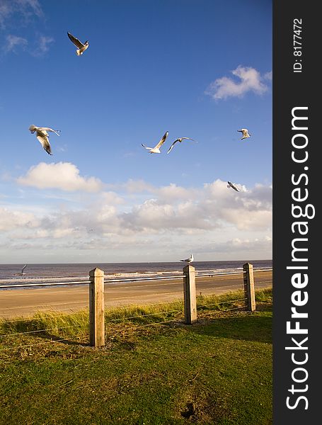 Seagulls flying over a Lincolnshire beach