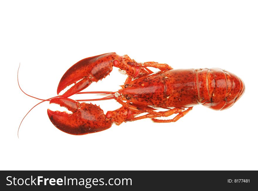 A lobster viewed from above isolated on white. A lobster viewed from above isolated on white