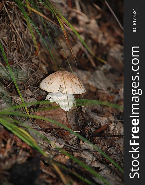 Mushroom growing between grass in autumn