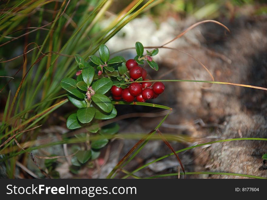 Garden-stuffs of cowberry are in the of the taiga forest