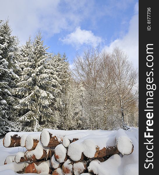 Cut logs covered in snow in forest in winter. Cut logs covered in snow in forest in winter
