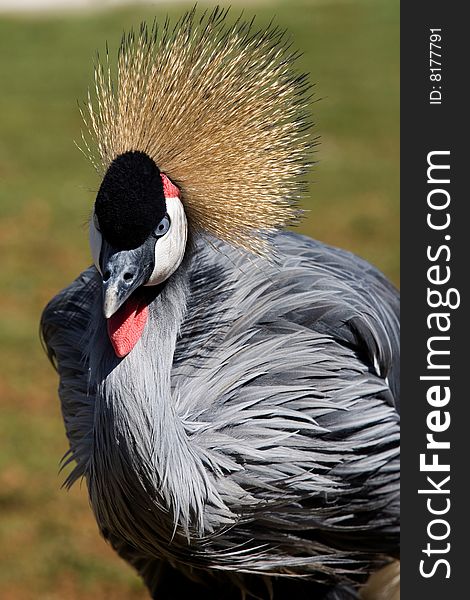 Black crowned crane