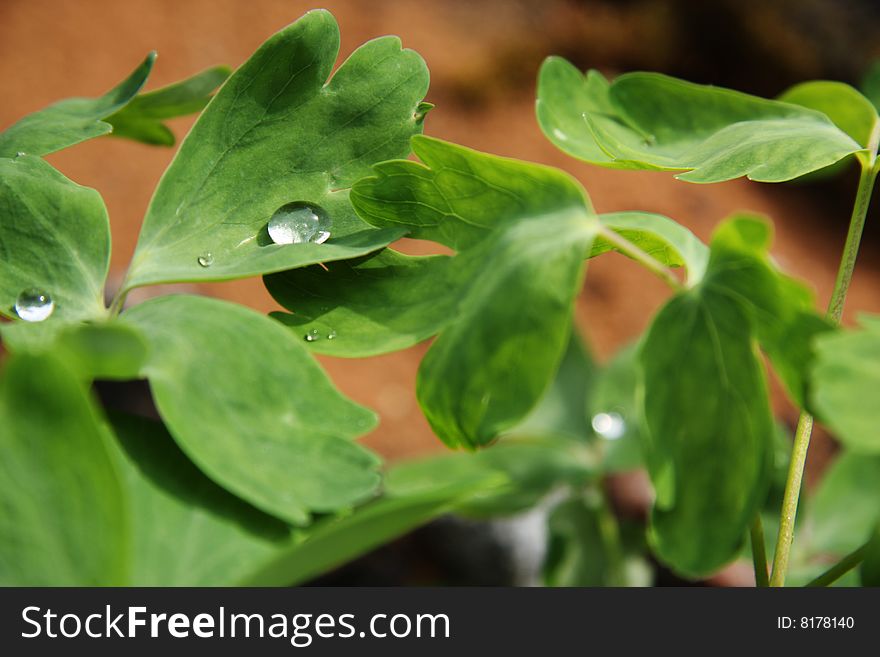 Raindrops on the green leaf