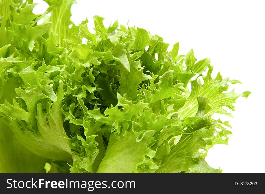 Green lettuce on white background.