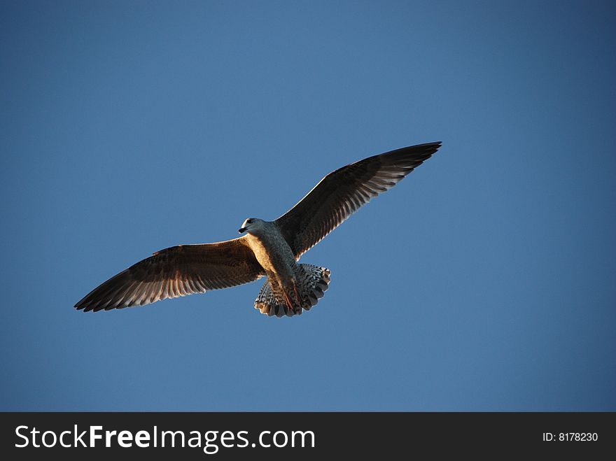 Sea-gull, blue sky, gull, flying bird. Sea-gull, blue sky, gull, flying bird