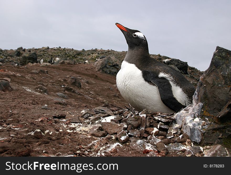 Gentoo penguin (Pygoscelis papua) nesting on Antarctica