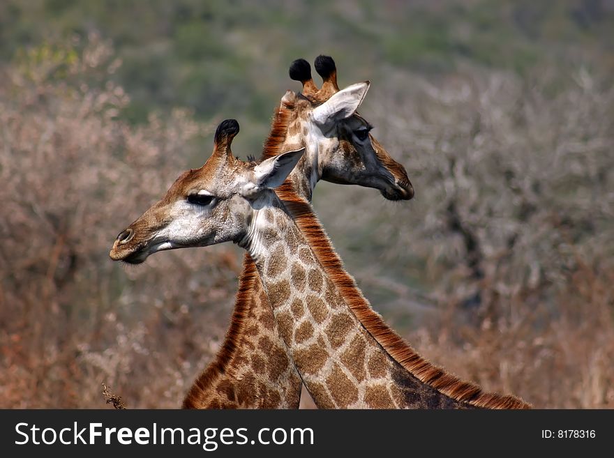 Two giraffes (Giraffa camelopardalis) looking in different directions in South Africa