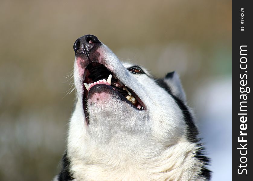 Siberian husky showing the teeth in a howl. Siberian husky showing the teeth in a howl