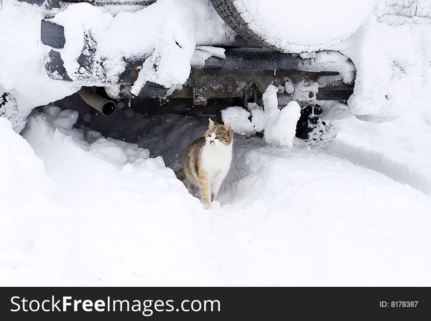 Cat in the winter environment, hiden under the car