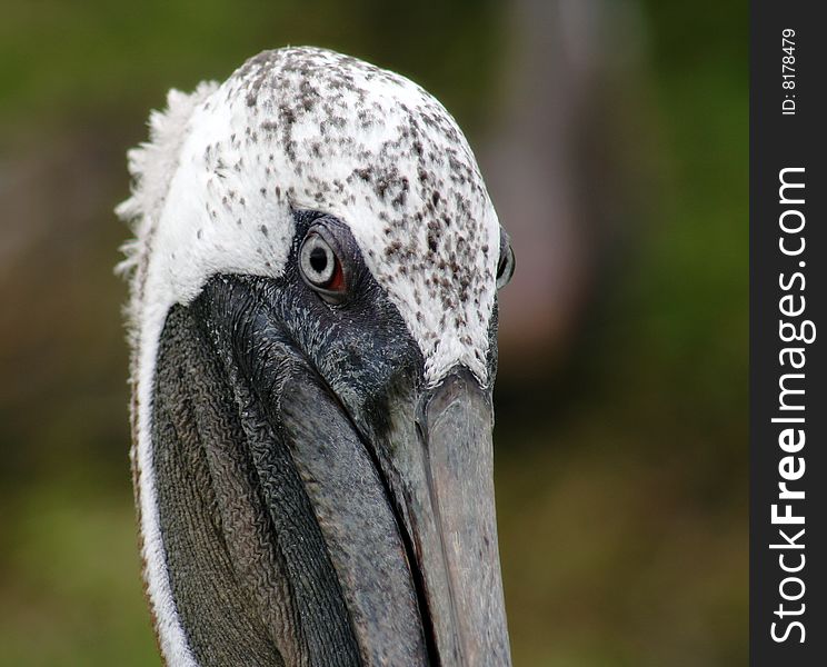 Brown pelican (Pelecanus occidentalis) in nest in Galapagos